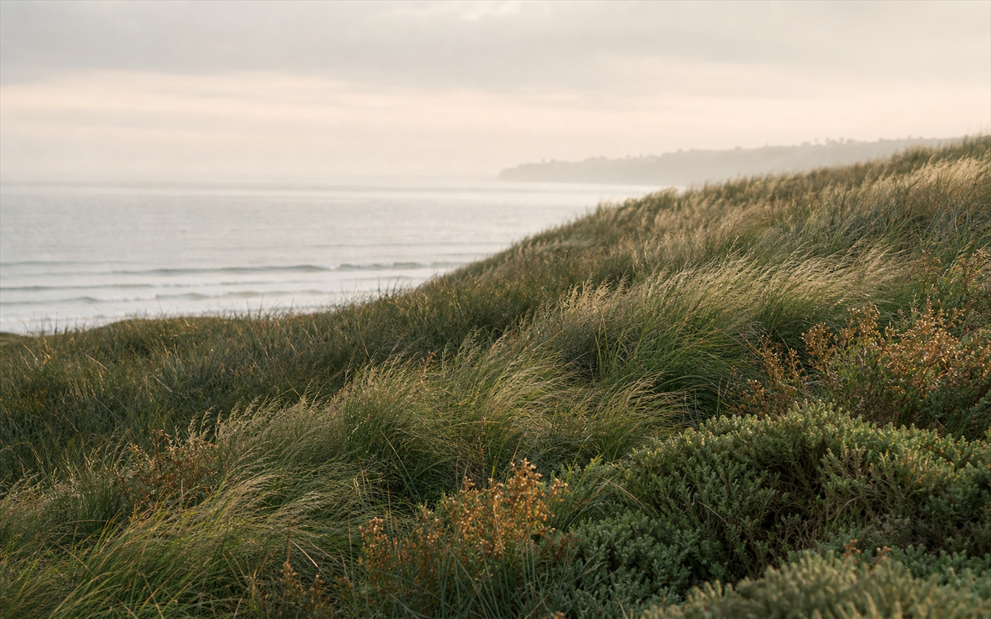 A gentle slope of dune grass swaying in mild ocean wind