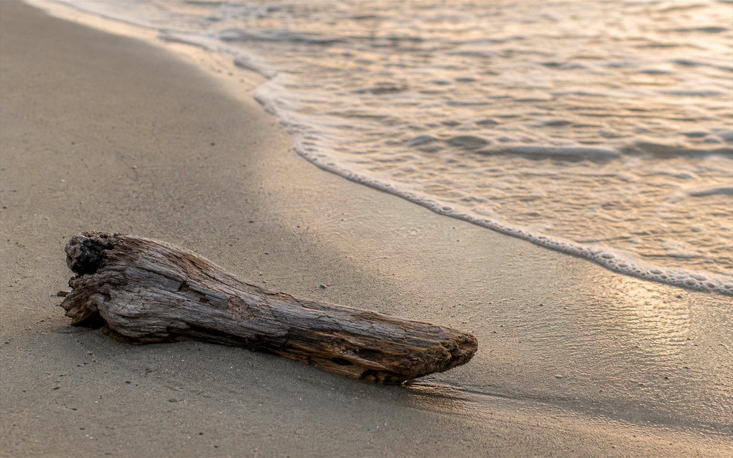 Driftwood resting on quiet sand as gentle waves recede